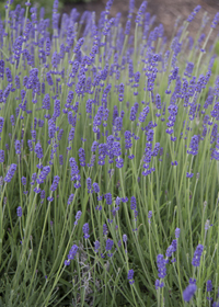 Lavandula angustifolia 'Betty's Blue'